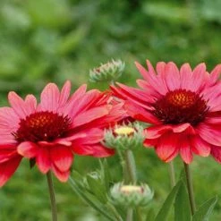 CGASPL Gaillardia Arizona Red Shades Flower Seeds Imported Flower Seeds 13 CGASPL Gaillardia Arizona Red Shades Flower Seeds Imported Flower Seeds