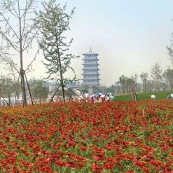 CGASPL Gaillardia Arizona Red Shades Flower Seeds Imported Flower Seeds 14 CGASPL Gaillardia Arizona Red Shades Flower Seeds Imported Flower Seeds