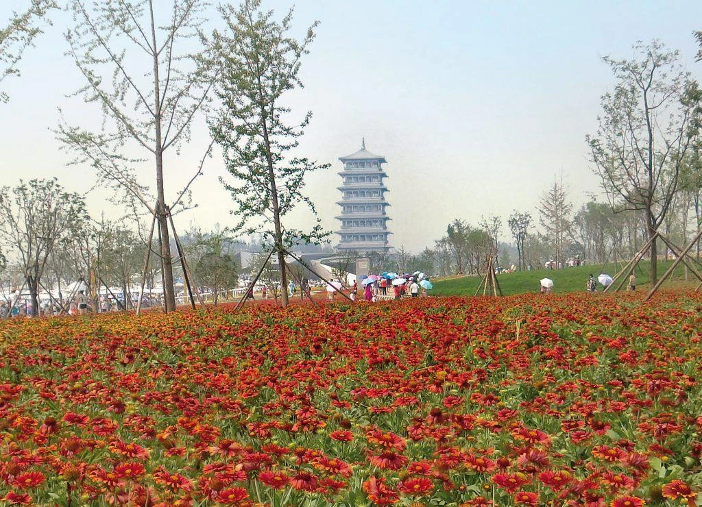 CGASPL Gaillardia Arizona Red Shades Flower Seeds Imported Flower Seeds 8 CGASPL Gaillardia Arizona Red Shades Flower Seeds Imported Flower Seeds