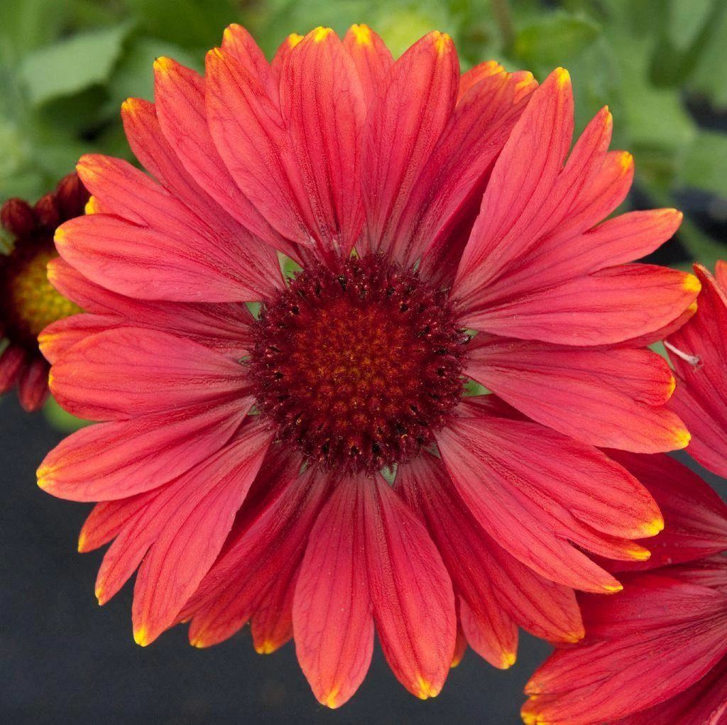 CGASPL Gaillardia Arizona Red Shades Flower Seeds Imported Flower Seeds 9 CGASPL Gaillardia Arizona Red Shades Flower Seeds Imported Flower Seeds