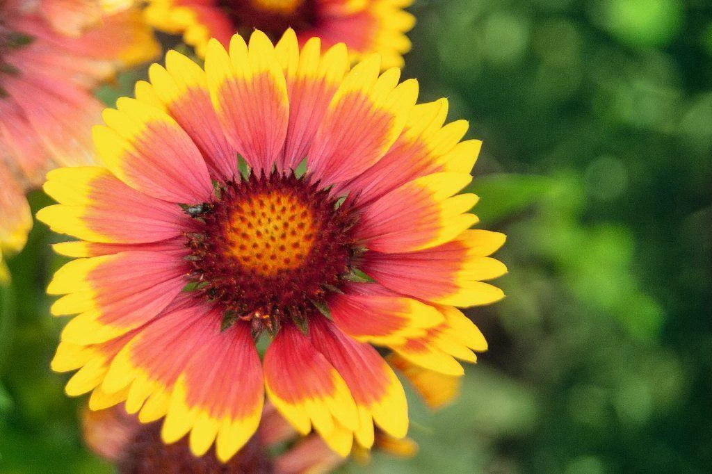 CGASPL Imported Flower Seeds Gaillardia Arizona Sun Flower Seeds 4 CGASPL Imported Flower Seeds Gaillardia Arizona Sun Flower Seeds