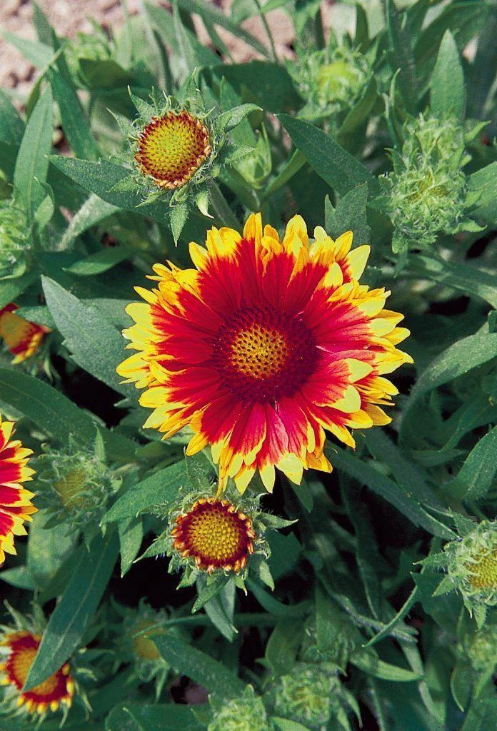 CGASPL Imported Flower Seeds Gaillardia Arizona Sun Flower Seeds 5 CGASPL Imported Flower Seeds Gaillardia Arizona Sun Flower Seeds