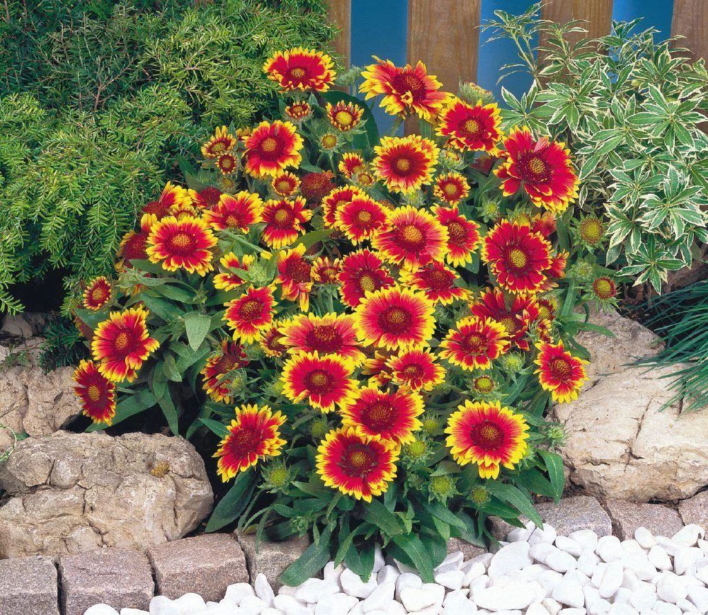 CGASPL Imported Flower Seeds Gaillardia Arizona Sun Flower Seeds 6 CGASPL Imported Flower Seeds Gaillardia Arizona Sun Flower Seeds