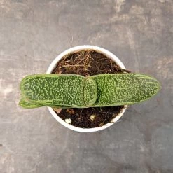 CGASPL Gasteria Little Warty Succulent Plant Plants