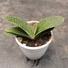 CGASPL Gasteria Little Warty Succulent Plant Plants