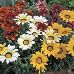Goldsmith Gazania Kiss Mix Flower Seeds Imported Flower Seeds