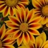 Chhajed Garden Imported Flower Seeds Gazania New Day Red Stripe Flower Seeds