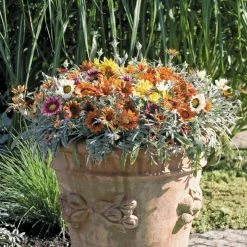 Benary Gazania Talent Mix Flower Seeds Imported Flower Seeds