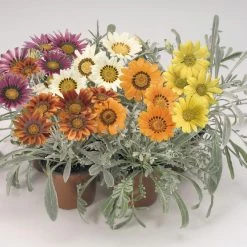 Benary Gazania Talent Mix Flower Seeds Imported Flower Seeds