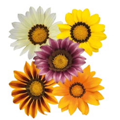 CGASPL Imported Flower Seeds Gazania Zany Mix Flower Seeds