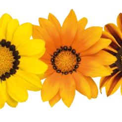 CGASPL Imported Flower Seeds Gazania Zany Mix Flower Seeds