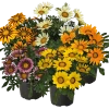 CGASPL Imported Flower Seeds Gazania Zany Mix Flower Seeds