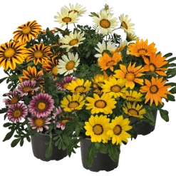 CGASPL Imported Flower Seeds Gazania Zany Mix Flower Seeds