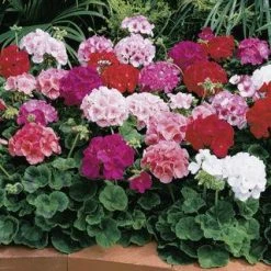 Goldsmith Geranium Bulls Eye Mix Flower Seeds