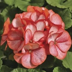 Chhajed Garden Geranium Maverick Scarlet Picotee Flower Seeds