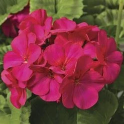 Chhajed Garden Imported Flower Seeds Geranium Maverick Violet Picotee Flower Seeds