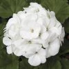 Chhajed Garden Geranium Maverick White Picotee Flower Seeds