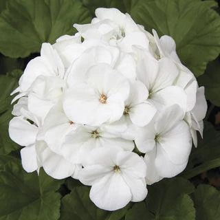 Chhajed Garden Geranium Maverick White Picotee Flower Seeds 3 Chhajed Garden Geranium Maverick White Picotee Flower Seeds