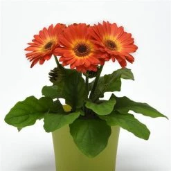 Chhajed Garden Gerbera ColorBloom Bicolor Yellow Orange Flower Seeds