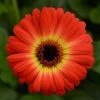 Chhajed Garden Gerbera ColorBloom Bicolor Yellow Orange Flower Seeds