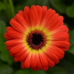 Chhajed Garden Gerbera ColorBloom Bicolor Yellow Orange Flower Seeds
