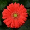 Chhajed Garden Gerbera ColorBloom Cherry Light Eye Flower Seeds Imported Flower Seeds
