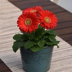 Chhajed Garden Gerbera ColorBloom Deep Rose Light Eye Flower Seeds