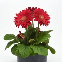Chhajed Garden Gerbera ColorBloom Deep Rose Light Eye Flower Seeds