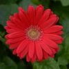 Chhajed Garden Gerbera ColorBloom Deep Rose Light Eye Flower Seeds