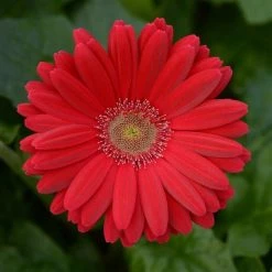 Chhajed Garden Gerbera ColorBloom Deep Rose Light Eye Flower Seeds