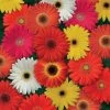 Chhajed Garden Gerbera ColorBloom Mix Flower Seeds Imported Flower Seeds
