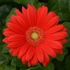 Chhajed Garden Gerbera ColorBloom Red Light Eye Flower Seeds Imported Flower Seeds