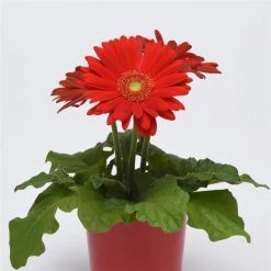 Chhajed Garden Gerbera ColorBloom Red Light Eye Flower Seeds Imported Flower Seeds