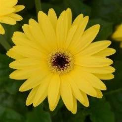 Chhajed Garden Gerbera ColorBloom Yellow Dark Eye Flower Seeds