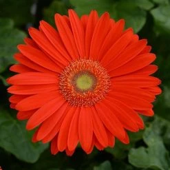 Chhajed Garden Imported Flower Seeds Gerbera Mega Revolution Bright Orange Light Eye Flower Seeds