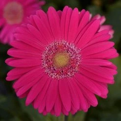 Chhajed Garden Imported Flower Seeds Gerbera Mega Revolution Deep Rose Light Eye Flower Seeds