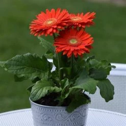 CGASPL Gerbera Mega Revolution Orange Light Eye Flower Seeds