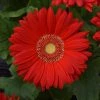 Chhajed Garden Gerbera Mega Revolution Scarlet Red Light Eye Flower Seeds Imported Flower Seeds