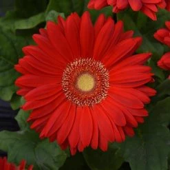 Chhajed Garden Gerbera Mega Revolution Scarlet Red Light Eye Flower Seeds Imported Flower Seeds