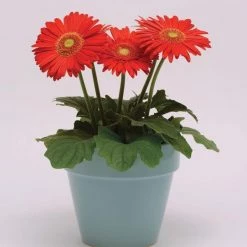 Chhajed Garden Gerbera Mega Revolution Scarlet Red Light Eye Flower Seeds Imported Flower Seeds