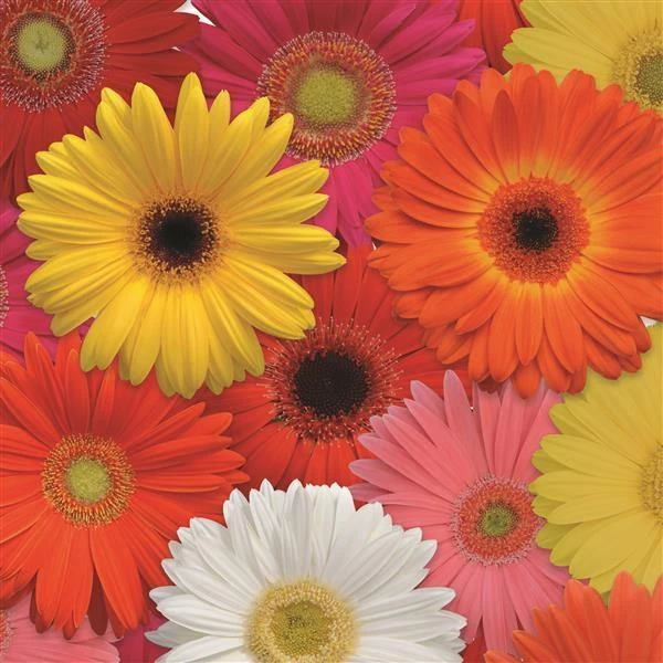 CGASPL Gerbera Mega Revolution Select Mix Flower Seeds Imported Flower Seeds 3 CGASPL Gerbera Mega Revolution Select Mix Flower Seeds Imported Flower Seeds