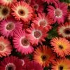 Chhajed Garden Gerbera Revolution Bicolor Mix Flower Seeds 1 Chhajed Garden Gerbera Revolution Bicolor Mix Flower Seeds