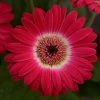 Chhajed Garden Imported Flower Seeds Gerbera Revolution Bicolor Rose White Flower Seeds 2 Chhajed Garden Imported Flower Seeds Gerbera Revolution Bicolor Rose White Flower Seeds