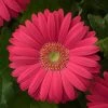 Chhajed Garden Gerbera Revolution Deep Pink Light Eye Flower Seeds 1 Chhajed Garden Gerbera Revolution Deep Pink Light Eye Flower Seeds