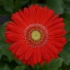 Chhajed Garden Imported Flower Seeds Gerbera Revolution Red Light Eye Flower Seeds 2 Chhajed Garden Imported Flower Seeds Gerbera Revolution Red Light Eye Flower Seeds