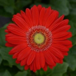 Chhajed Garden Imported Flower Seeds Gerbera Revolution Red Light Eye Flower Seeds