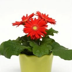 Chhajed Garden Imported Flower Seeds Gerbera Revolution Red Light Eye Flower Seeds