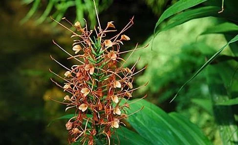 CGASPL Ginger Lily Mix Flower Bulbs (Pack Of 6) 3 CGASPL Ginger Lily Mix Flower Bulbs (Pack Of 6)