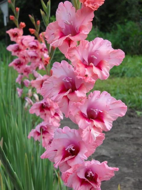 CGASPL Winter Flower Bulbs Gladiolus American Beauty (Pack Of 12) 3 CGASPL Winter Flower Bulbs Gladiolus American Beauty (Pack Of 12)