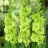 CGASPL Gladiolus Green Color Flower Bulbs (Pack Of 12 Bulbs) Winter Flower Bulbs 1 CGASPL Gladiolus Green Color Flower Bulbs (Pack Of 12 Bulbs) Winter Flower Bulbs